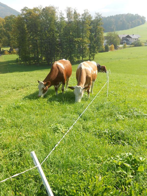 Paulbauer Villa Sankt Wolfgang im Salzkammergut Bagian luar foto